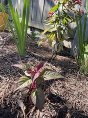 Celosia spicata