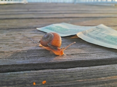 Caucasotachea leucoranea