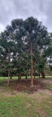 Araucaria bidwillii