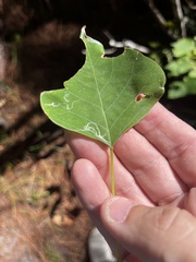Caloptilia triadicae