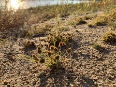 Cyperus squarrosus