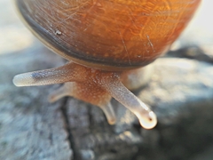 Caucasotachea leucoranea