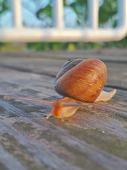 Caucasotachea leucoranea