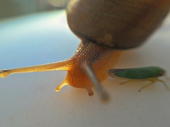 Caucasotachea leucoranea