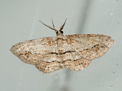 Didymoctenia exsuperata