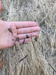 Camassia quamash