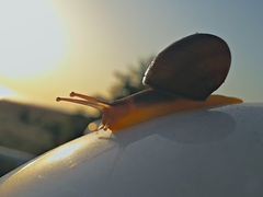 Caucasotachea leucoranea