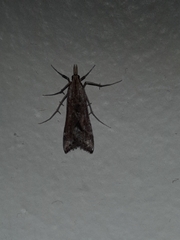 Diasemia