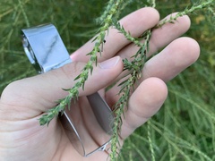 Bassia scoparia