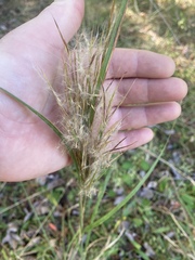 Andropogon glomeratus