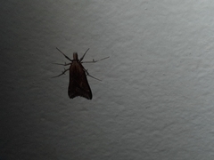 Diasemia