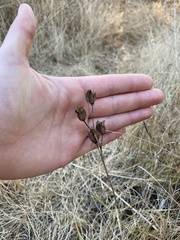 Camassia quamash
