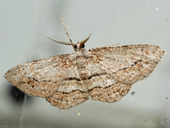Didymoctenia exsuperata