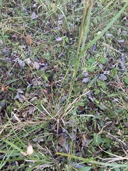 Andropogon glomeratus