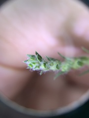 Bassia scoparia
