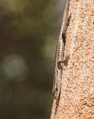 Cryptoblepharus australis