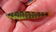 Etheostoma zonale