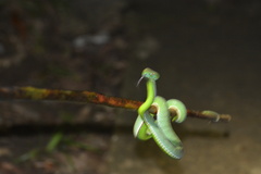 Trimeresurus vogeli