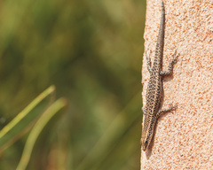 Cryptoblepharus australis