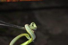 Trimeresurus vogeli