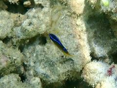 Chrysiptera unimaculata