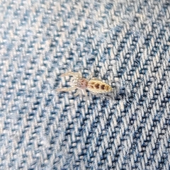 Hentzia mitrata