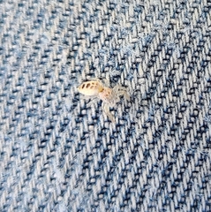 Hentzia mitrata