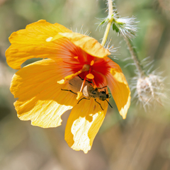 Epicauta fortis