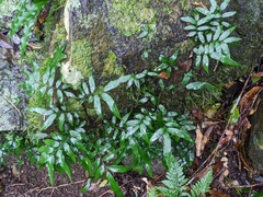 Arthropteris tenella