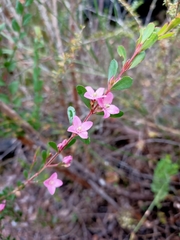 Boronia crenulata