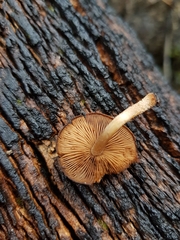 Psathyrella