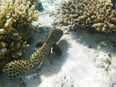 Epinephelus quoyanus