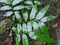 Arthropteris tenella