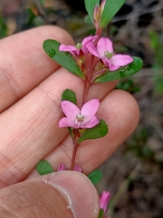 Boronia crenulata