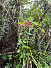 Alseuosmia macrophylla