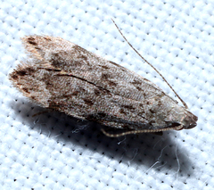 Anacampsis conclusella