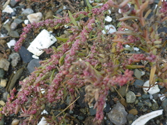 Suaeda maritima