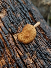 Psathyrella