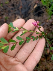Boronia crenulata