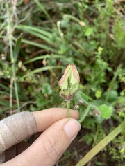 Xanthosia rotundifolia