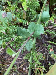Xanthosia rotundifolia