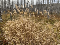 Calamagrostis