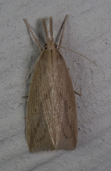 Diatraea crambidoides