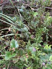 Xanthosia rotundifolia