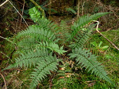 Polystichum neozelandicum