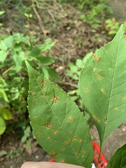 Dothideomycetes