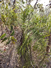 Arecaceae