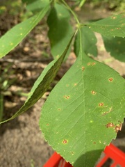 Dothideomycetes