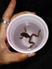 Scinax fuscovarius