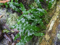 Microsorum scandens